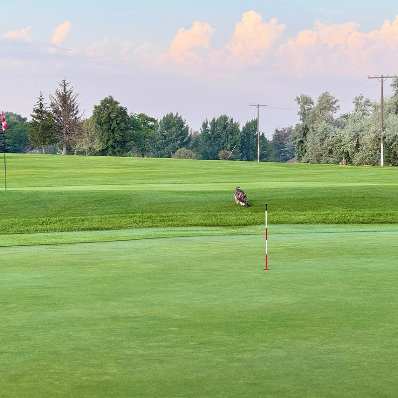 american falls golf course info
